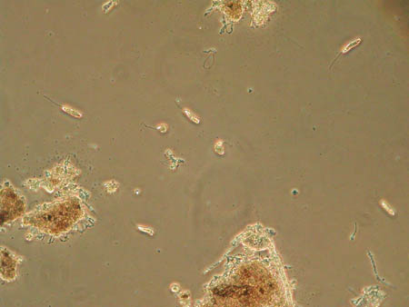 Euglena 0934