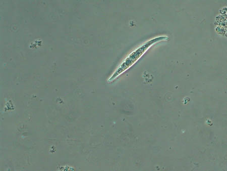 Litonotus 6375