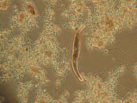 Spirostomum 1052