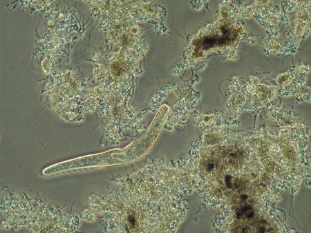 Spirostomum 1275