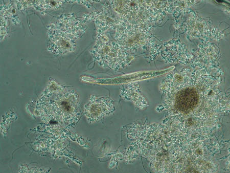 Spirostomum 3024