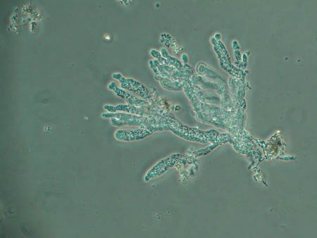 Zoogloea 4098