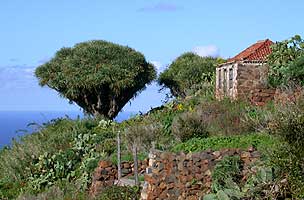 Garafia im Nordwesten: typisches kanarisches Haus mit Drachenbaum