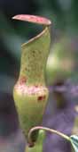 Nepenthes, die nur auf den Seychellen vorkommende Kannenpflanze