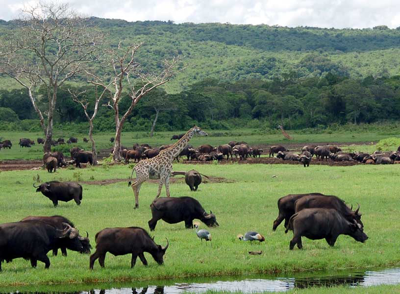 Kleine Serengeti im Arusha Nationalpark