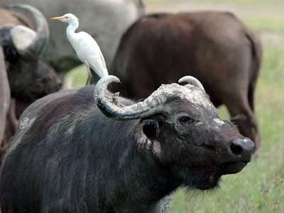 Kaffernbüffel im Ngorongoro-Krater, Tansania