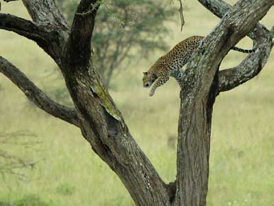 Leopard im Serengeti-Nationalpark, Tansania