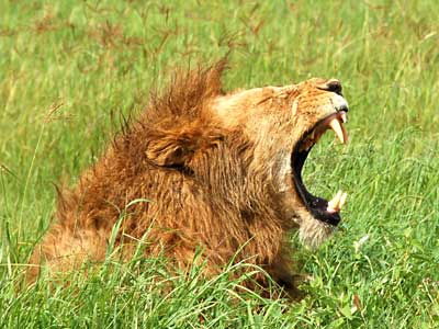 Löwe im Ngorongoro-Krater, Tansania