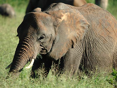 Elefant im Tarangire-Nationalpark, Tansania