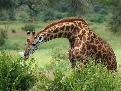 Giraffe im Tarangire-Nationalpark, Tansania