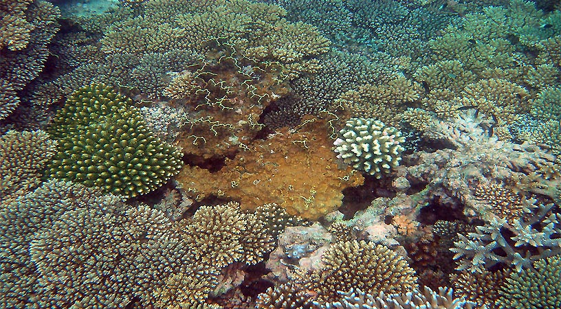 flächendeckend Korallen!