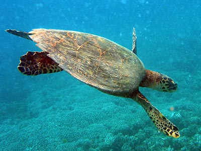 schwimmt ein Stück mit uns - Seeschildkröte